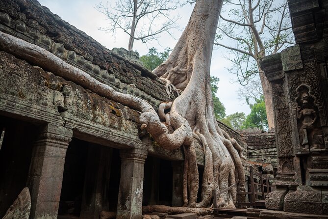 6-hour Angkor Sunrise & Private Tour (Solo, Couple & Family ) - Ta Prohm, Ta Nie, and Preah Palilay