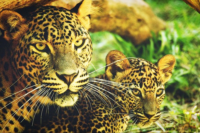 All in one Sri lanka 7nights 8 days for couple price - Colombo works best as a beginning or ending point