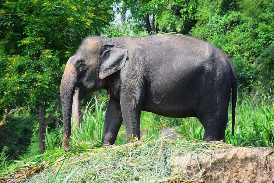 Chiang Mai: Private Elephant Care Experience for Couples - Mud, water, and elephant care