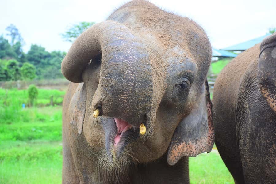 Chiang Mai: Private Elephant Care Experience for Couples - Showers, photographs, and quiet time