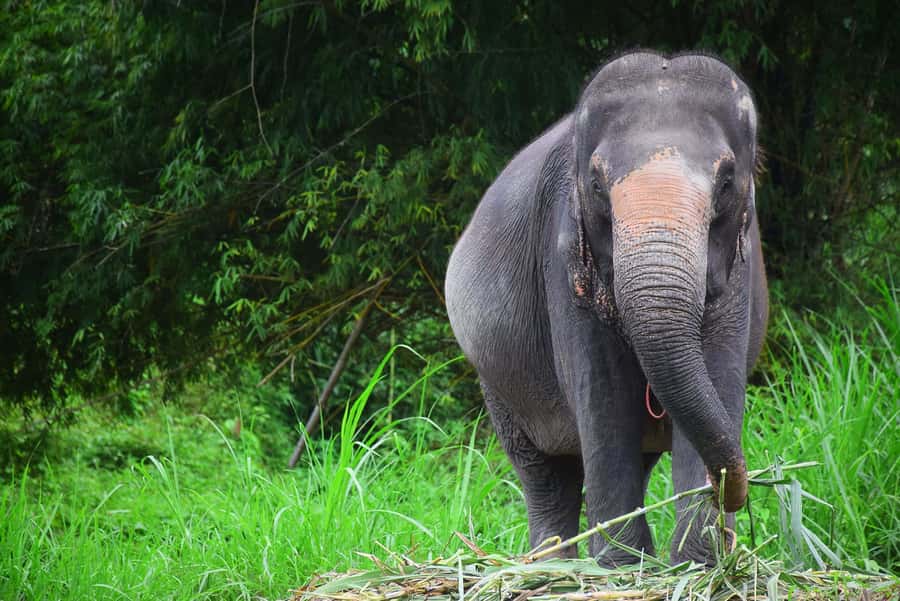 Chiang Mai: Private Elephant Care Experience for Couples - The practical packing list