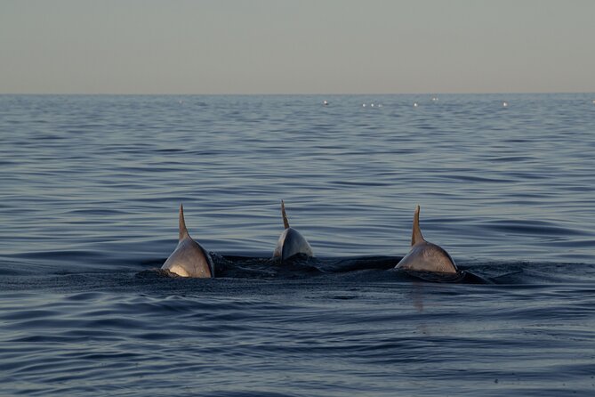 Pula Sunset Cruise: Brijuni Views, Drinks, Romance (Max 6 Guests) - Dolphin watching without the chase