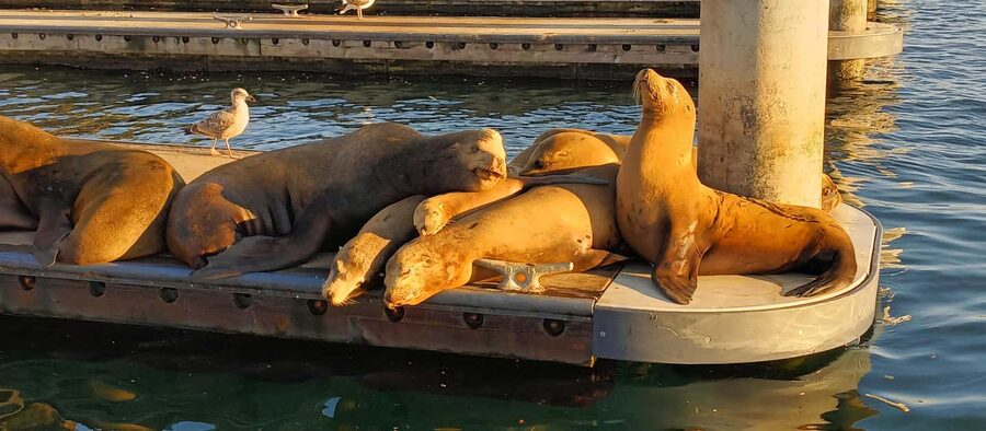 Romantic Boat Cruise with Wine & Cheese or Surprise Dinner - Following the marina past yachts and waterfront homes