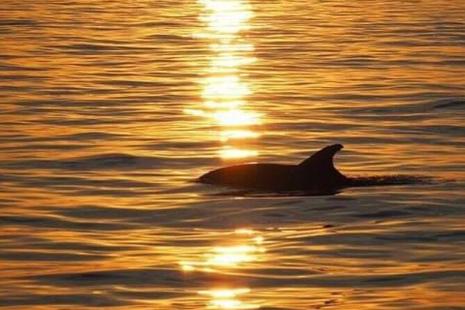 Romantic Boat Trip with Dolphin Watching - Who will enjoy this cruise most