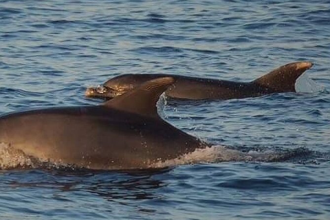 Romantic Boat Trip with Dolphin Watching - Weather, cancellations, and timing
