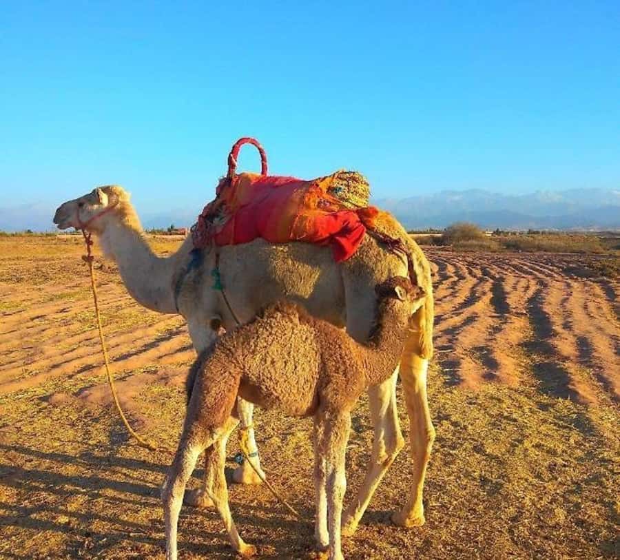 Romantic Dinner & Camel Ride In Agafay Desert - The $19 price and what you receive