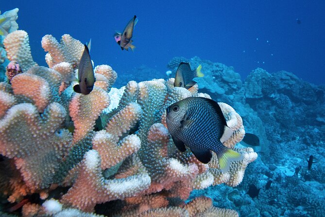Romantic Dive for beginners in Bora Bora (2 people) with Video - The underwater session for two