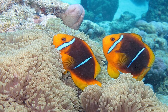 Romantic Dive for beginners in Bora Bora (2 people) with Video - Planning the afternoon carefully