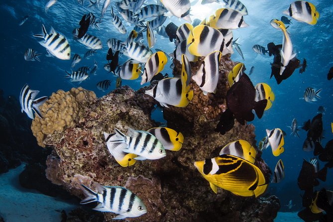 Romantic Dive for beginners in Bora Bora (2 people) with Video - What happens before you enter the water