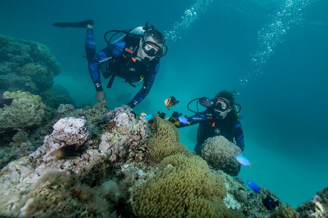 Romantic dive in the lagoon of Bora Bora. Private instructor on a shared boat - What happens from the 2:00 pm start