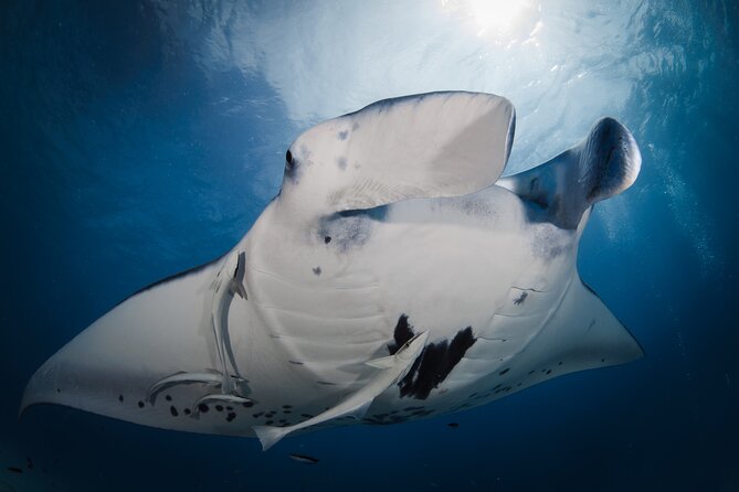 Romantic dive in the lagoon of Bora Bora. Private instructor on a shared boat - Professional filming and the finished video