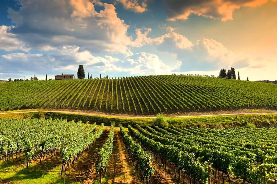 Romantic Escape in Tuscany with Overnight and Wine Tasting - The Wine and Olive Oil Tasting