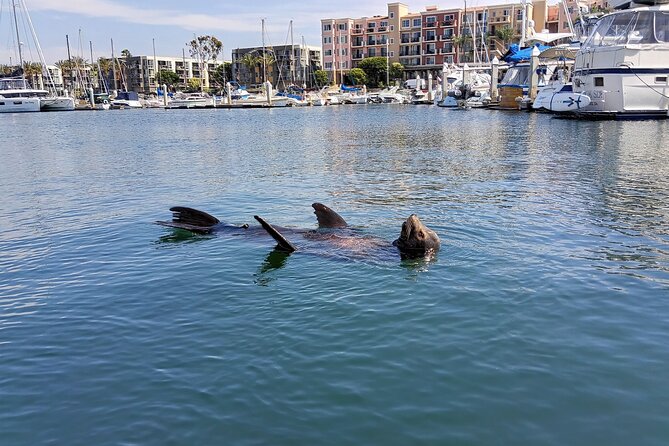 Romantic Luxury Boat Cruise with Wine Cheese Sea LionTours - A sunset cruise built around Marina del Rey wildlife