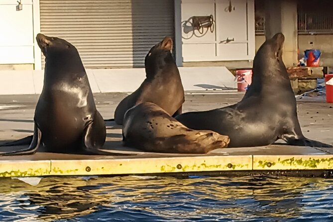 Romantic Luxury Boat Cruise with Wine Cheese Sea LionTours - Wildlife, scenery, and what not to expect