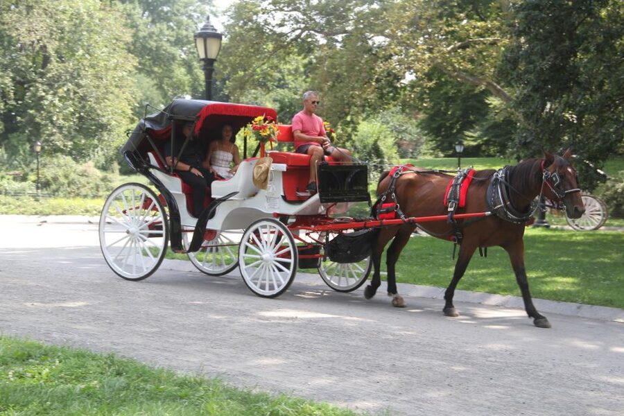 Romantic/Proposal Central Park Carriage Tour Up to 4 Adults - Meeting at 59th Street and Sixth Avenue