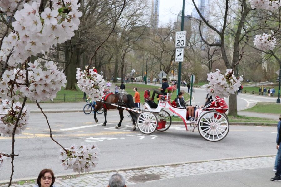 Romantic/Proposal Central Park Carriage Tour Up to 4 Adults - A Roofed Carriage for Cold or Wet Days