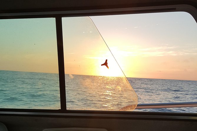 Romantic Wine and Cheese Boat Tower Cruise - What the 4:30 pm departure looks like