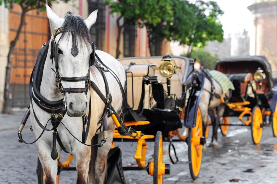 Seville: Authentic and Romantic Horse-Drawn Carriage Ride - Simple ways to get more from the ride