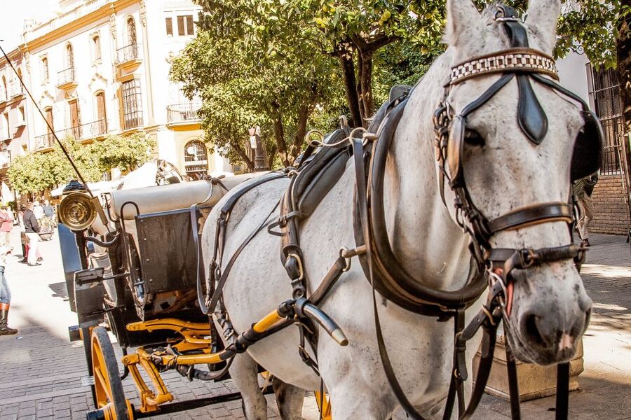 Seville: Authentic and Romantic Horse-Drawn Carriage Ride - Is $118 good value for up to four people?