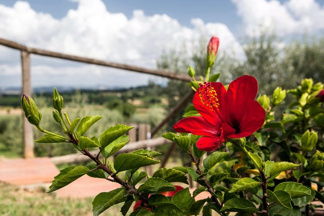 Think of a romantic meal in the Olive Trees shade, accompanied by Tuscan wines! - A Tuscan meal under the olive trees