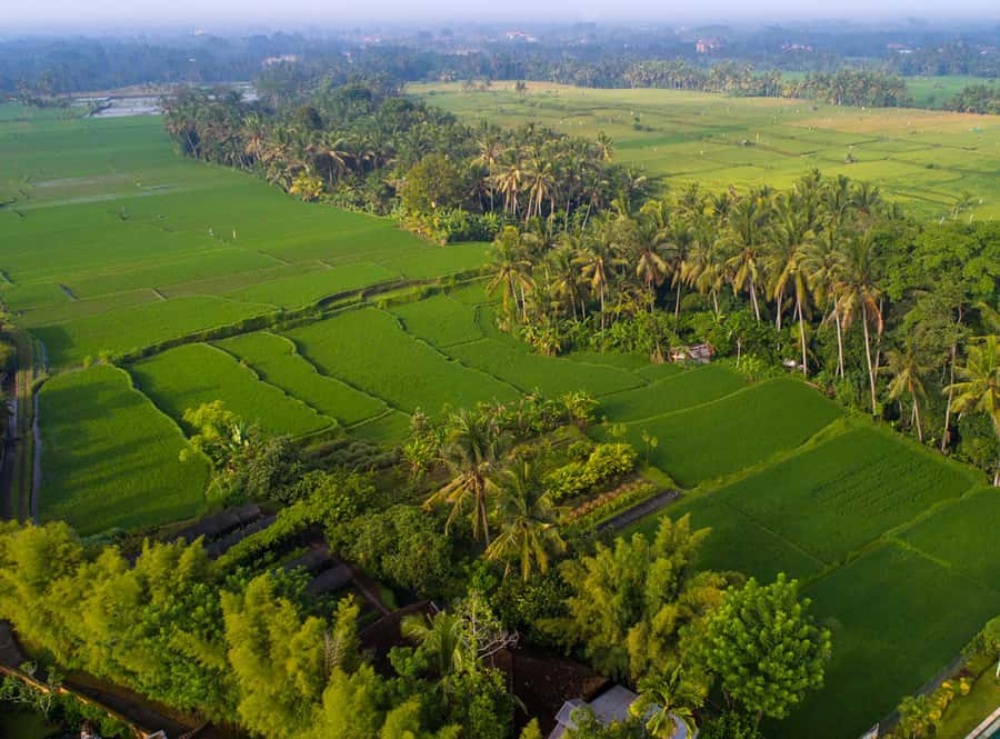 Ubud: Romantic Dinner among the Rice Fields - Timing, photographs, and the best kind of evening