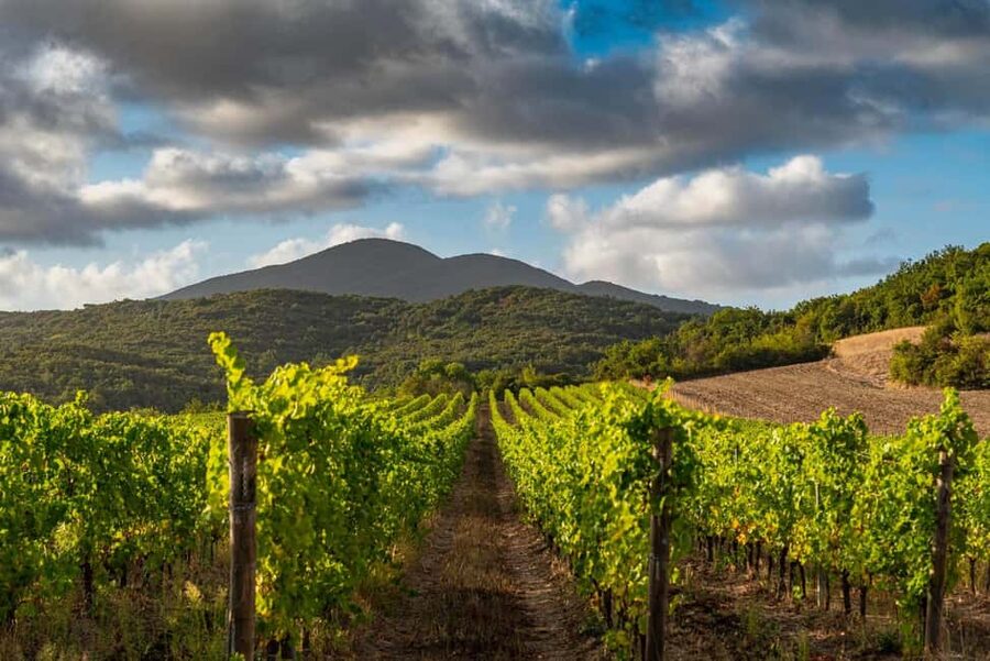 Wine tasting in a romantic castle with archaeologist guide - Five wines and olive oil in an old oil mill